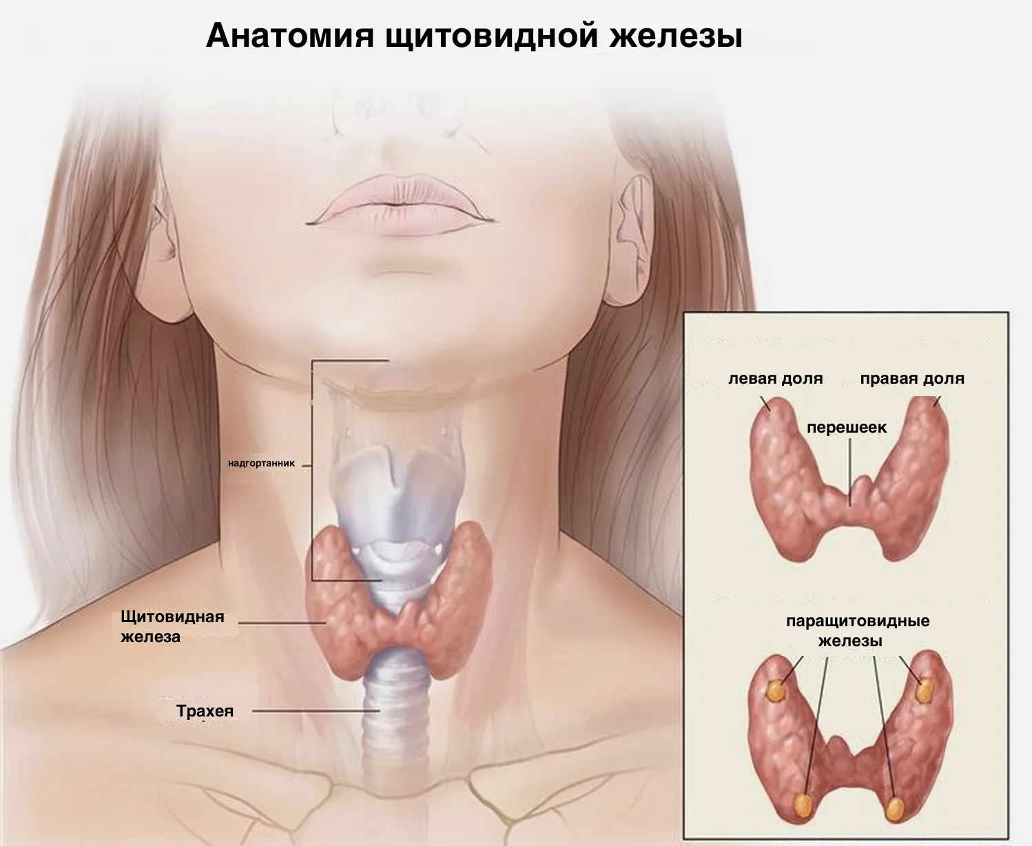 Заболевания щитовидной железы Заболевания щитовидной железы